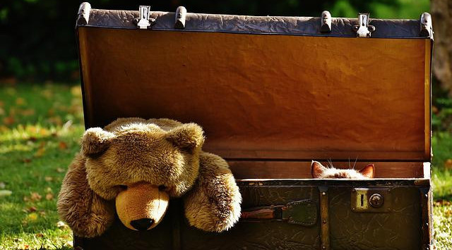 Cat and a teddy peeking out of a toy chest