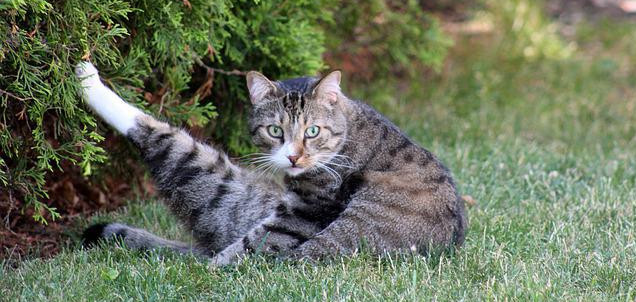 Cat in a funny yoga pose