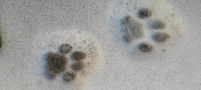 cat pawprints in sand