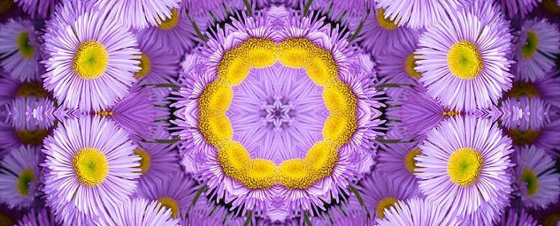 Kaleidoscope of purple daisies