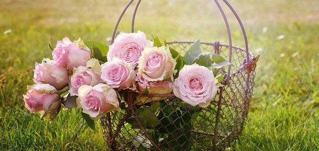 Roses outside in a basket