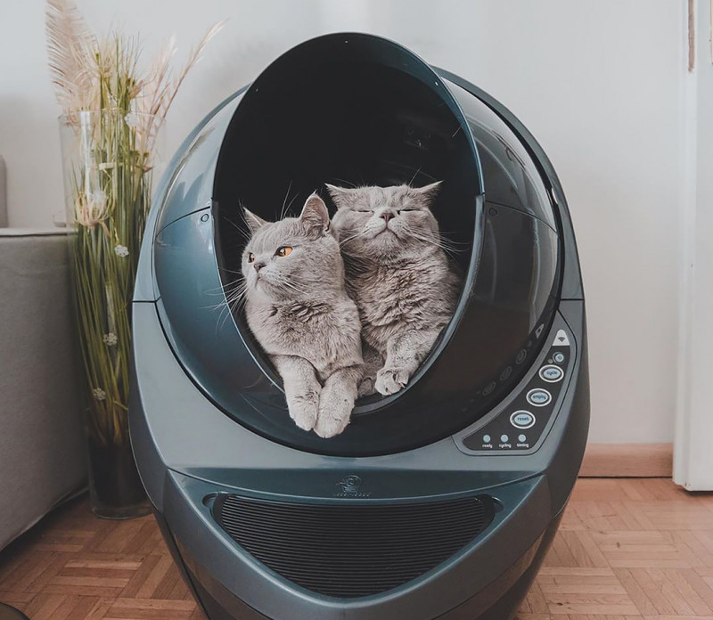 Two cats snuggled up in a litter robot