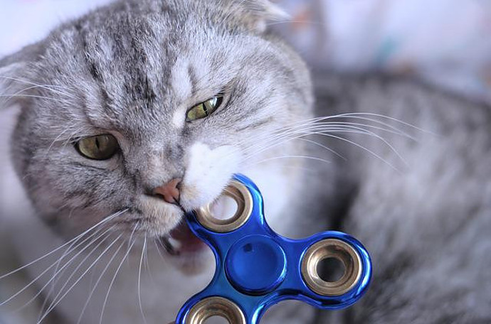 Grey cat biting fidget spinner
