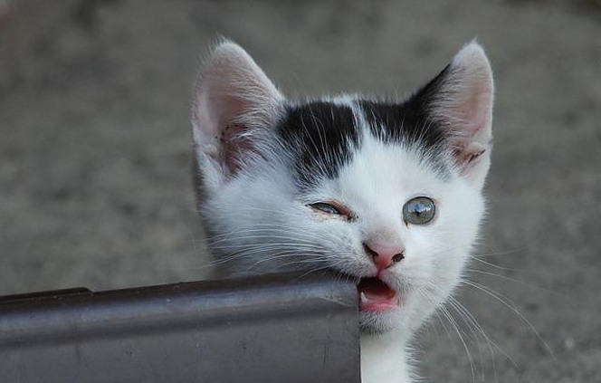 Kitten biting a piece of metal