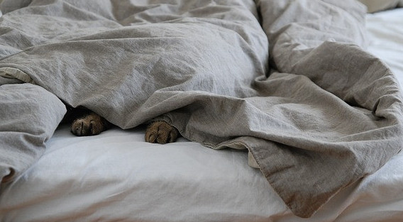 Cat hiding under blankets with paws sticking out