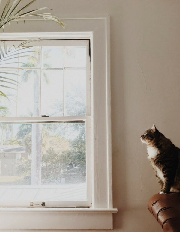 Cat meowing at the ceiling