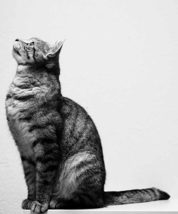 Black and white photo of. a cat seated and looking up