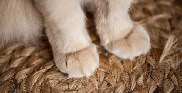 Cats paws on whicker mat