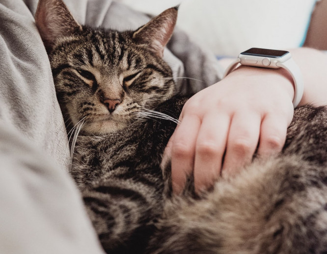 Cat cuddled beside a person