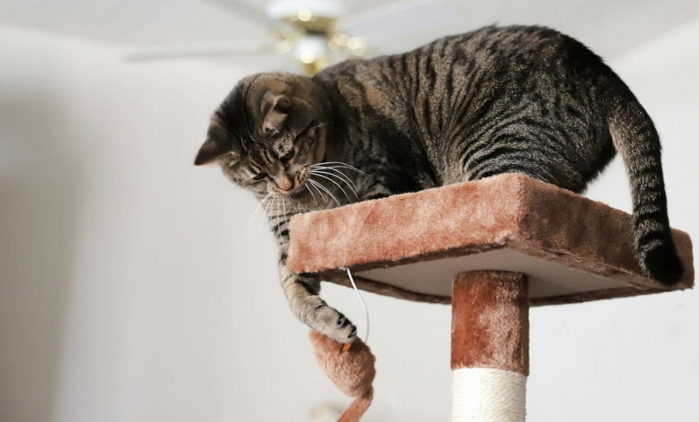 cat on cat tree with ceiling fan behind