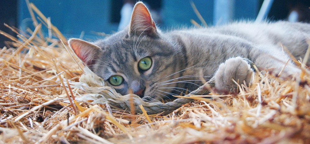 Cat resting in the hay