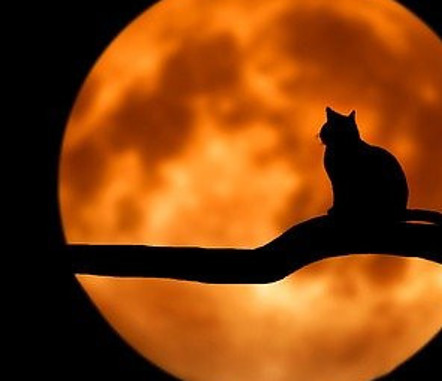 Cat silhouetted against the moon on a tree branch