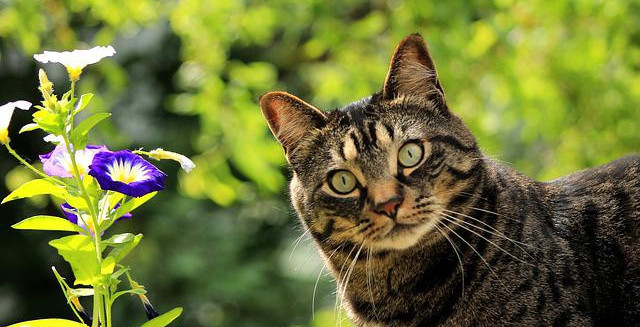 cat smiling outside by flowers in the sunshine
