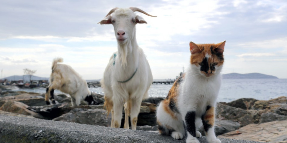 cat with goats