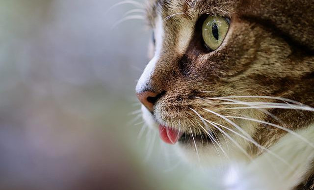 Close up on a brown and white cat face