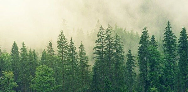 Forest of Pine Trees