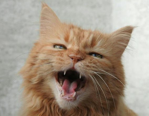 ginger cat meowing!