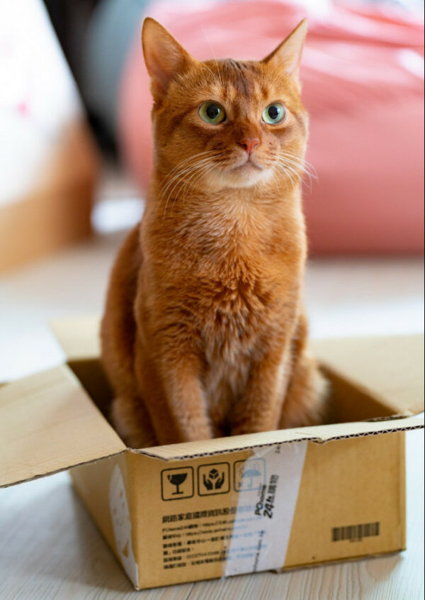 orange cat in a box