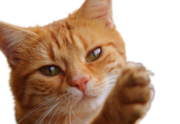 Orange cat with paw up and a claw out