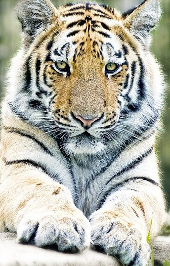 Picture of a tiger with paws in front