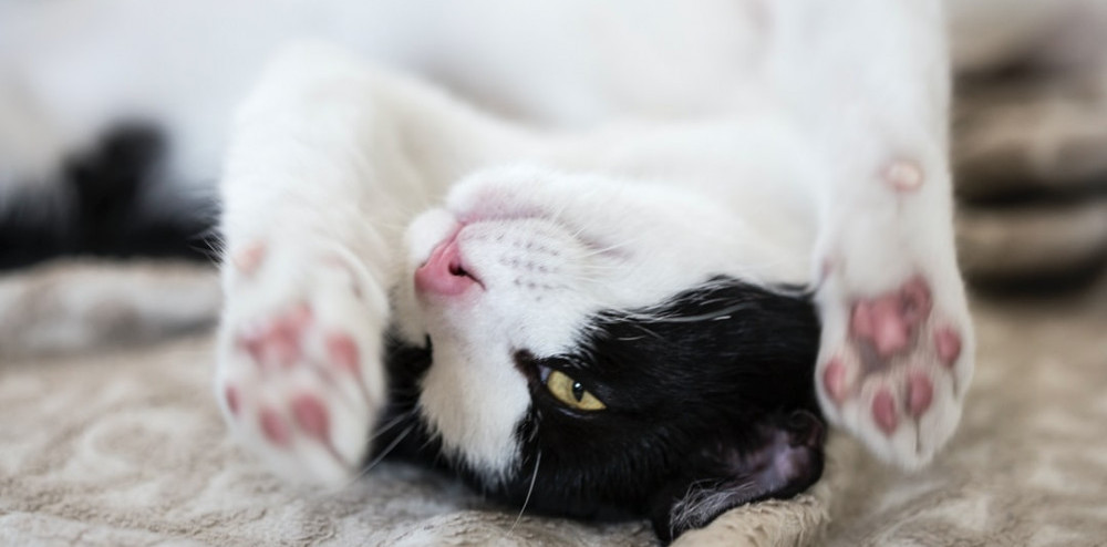 upside down black-and-white cat