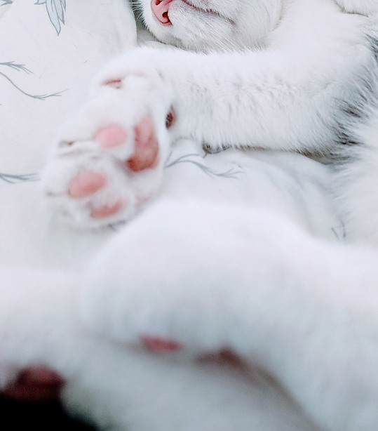 white cat sleeping on a white bed with paws out