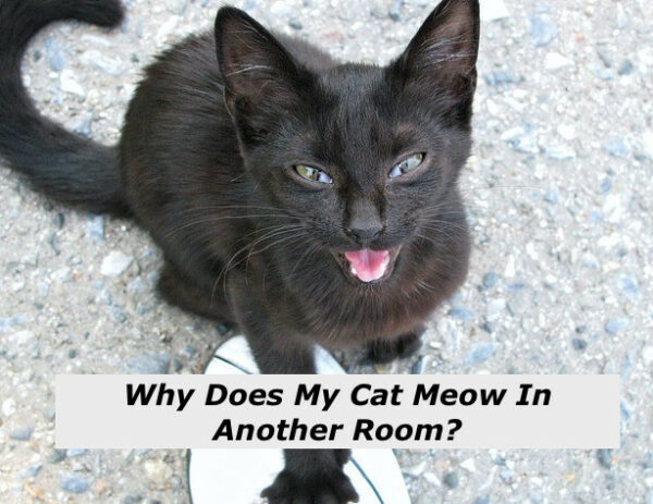 why does my cat meow in another room