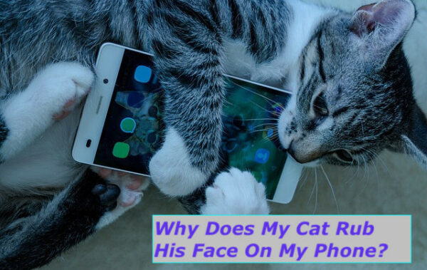 Why Does My Cat Rub His Face On My Phone?