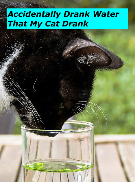 accidentally-drank-water-that-my-cat-drank-what-now