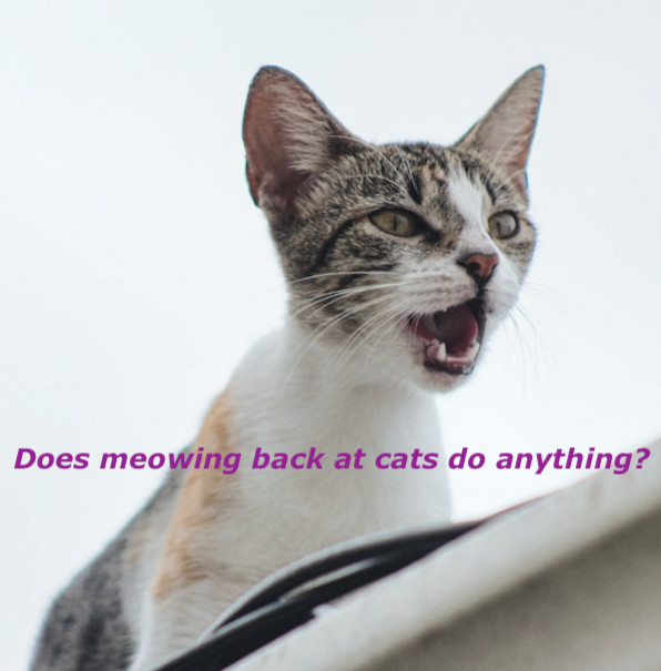 Does meowing back at cats do anything?