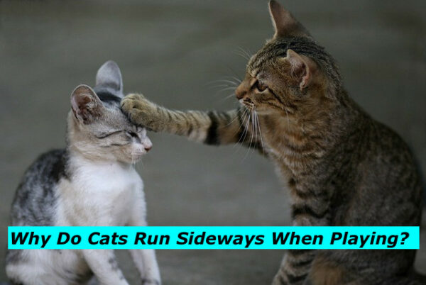 Why Do Cats Run Sideways When Playing?