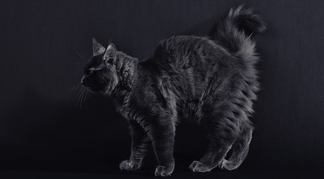 Angry cat with an arched back