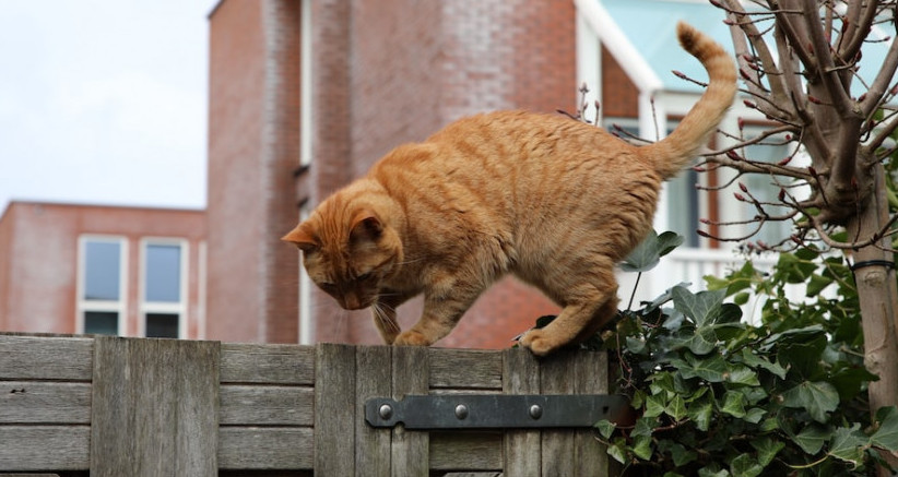 cat on a fence