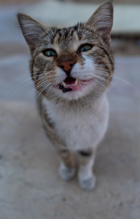 cat with a happy face saying hi