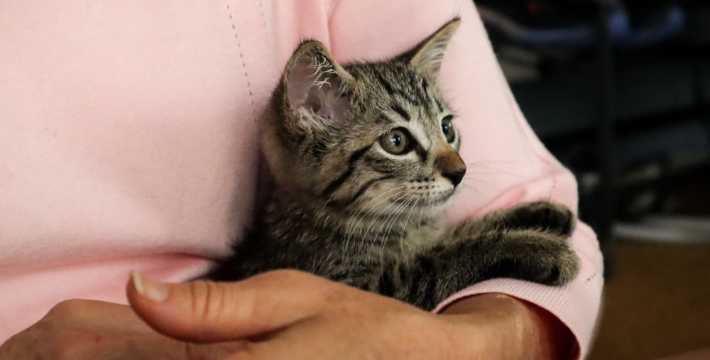 kitten in owner's arms
