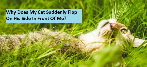 Why Does My Cat Suddenly Flop On His Side In Front Of Me?