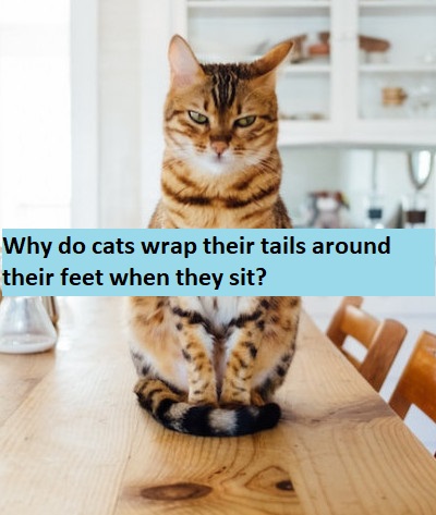 why to cats wrap their tails around their feet when they sit?