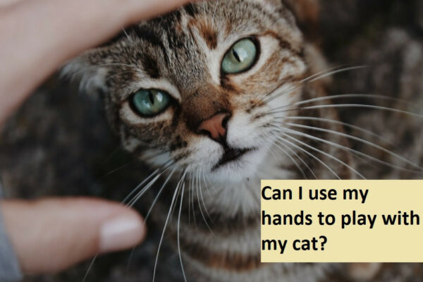 Can I use my hands to play with my cat?