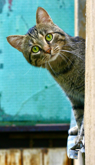 cat peeking around the corner