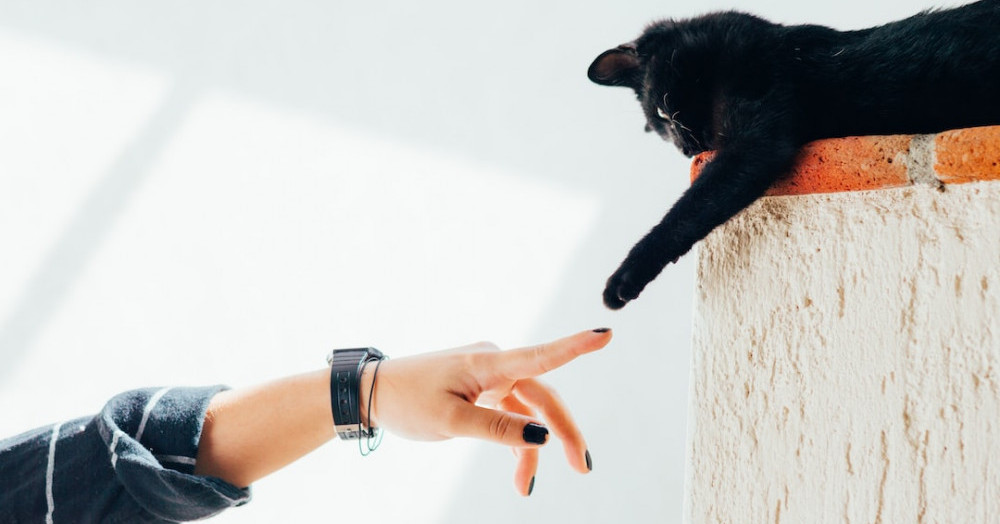 Cat reaching paw out to owner's reached out hand