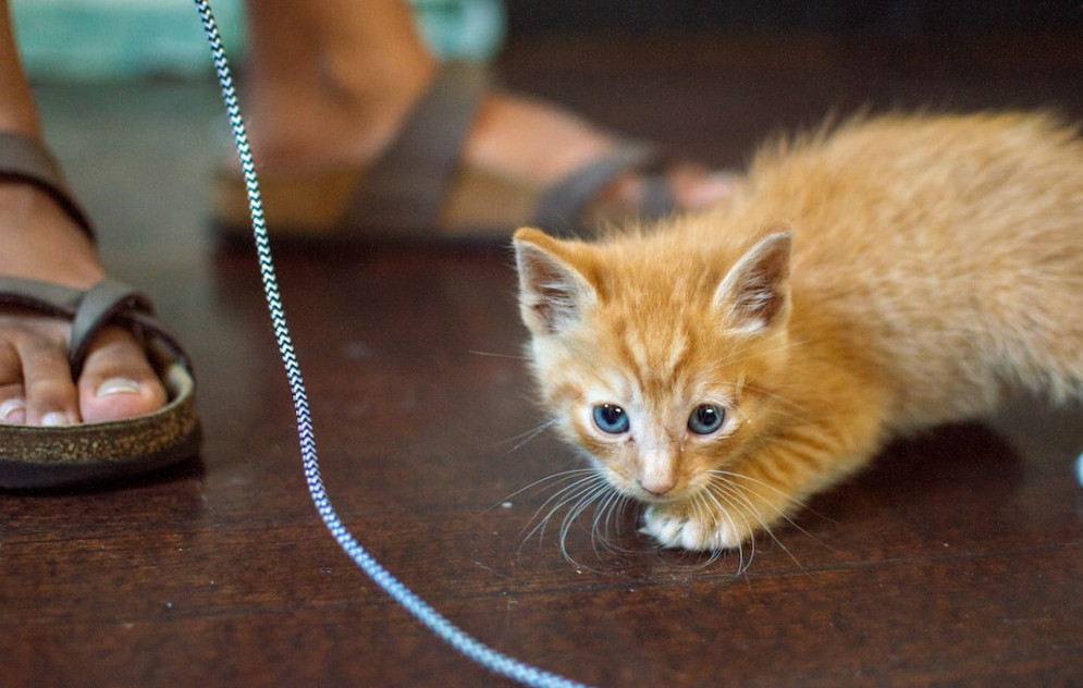 Kitten ready to pounce on a string
