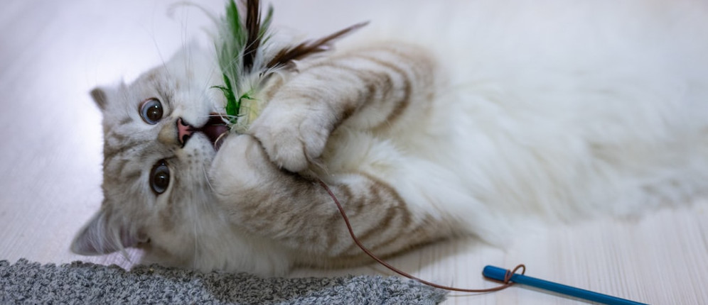 white cat attacking a wand toy