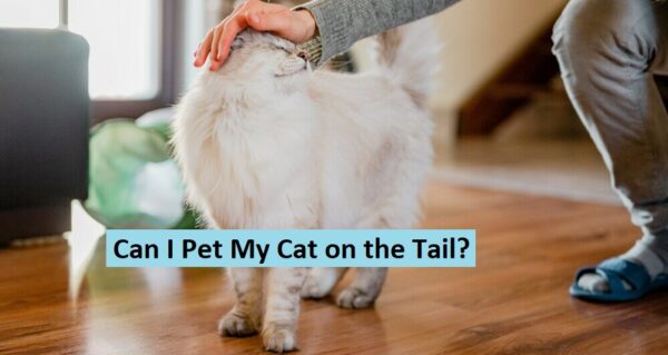 Can I pet my cat on the tail?