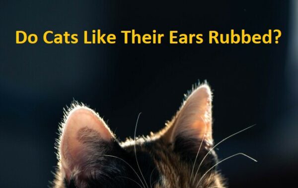 Do cats like their ears rubbed?