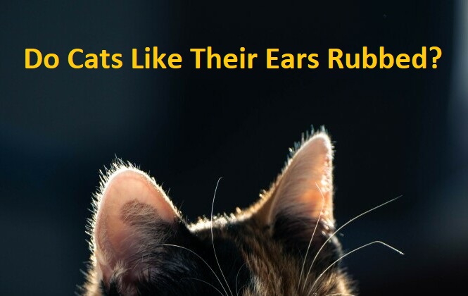 understanding-your-cat-do-cats-like-their-ears-rubbed