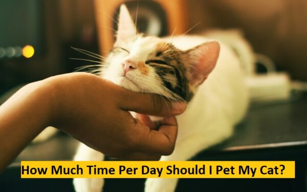 How much time per day should I pet my cat?