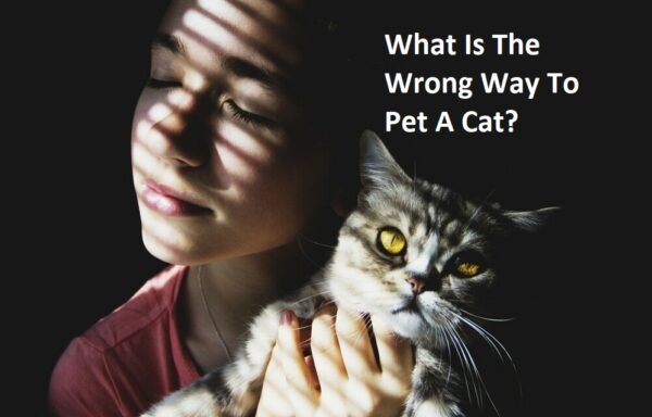 What Is The Wrong Way To Pet A Cat?