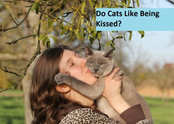 Do Cats Like Being Kissed