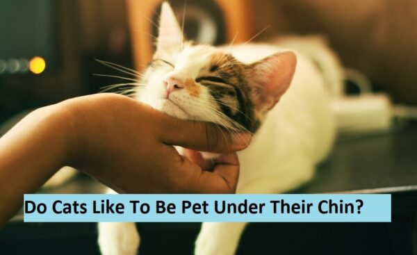 Do cats like to be pet under their chin?