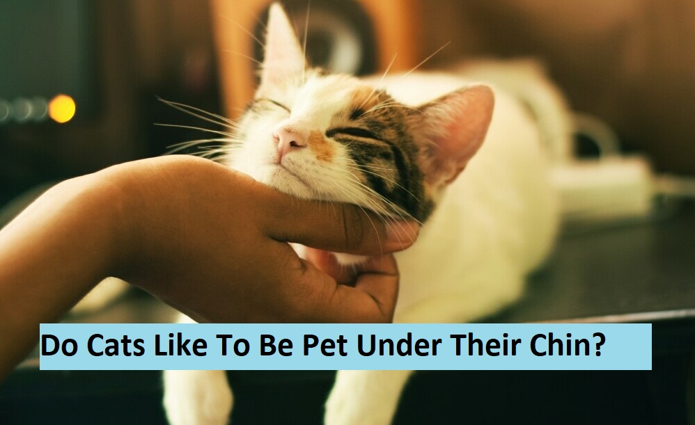 Do Cats Like To Be Pet Under Their Chin? Answers Here!